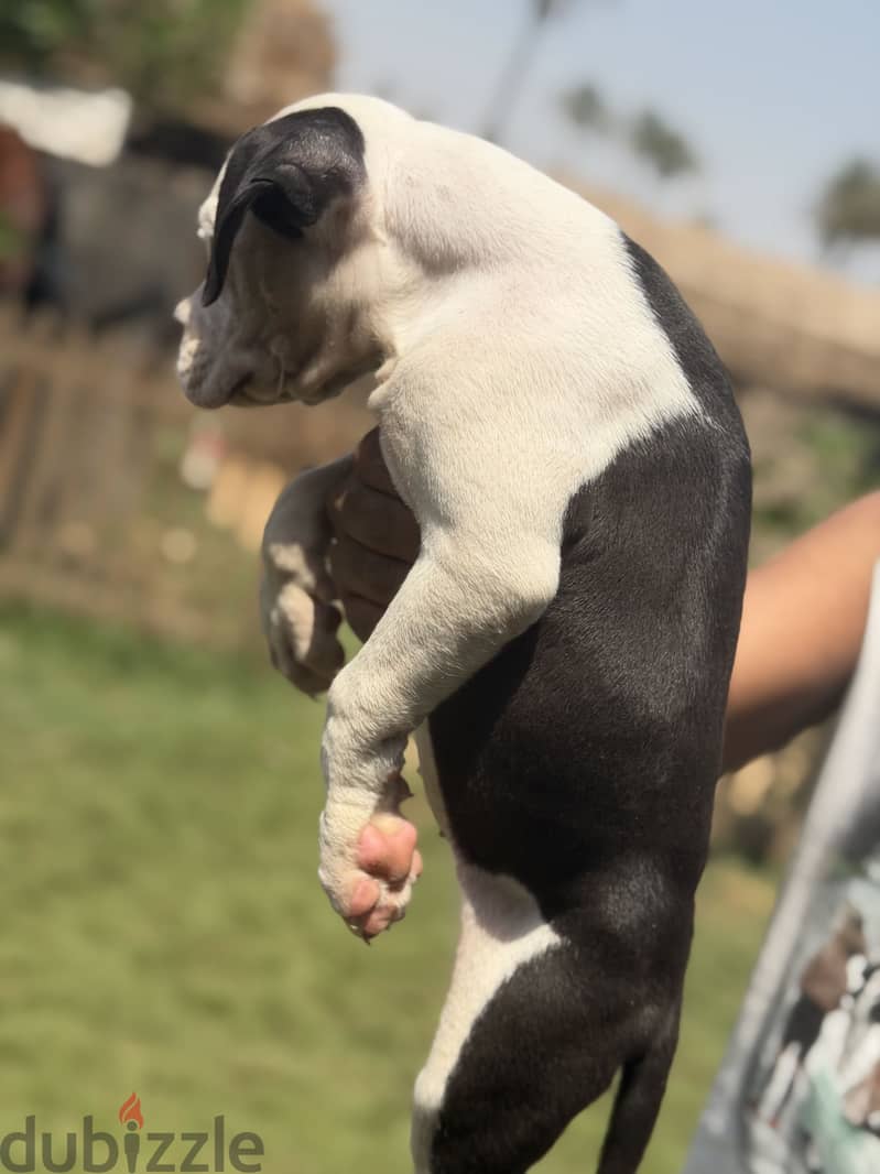 Available poly XL puppy 1