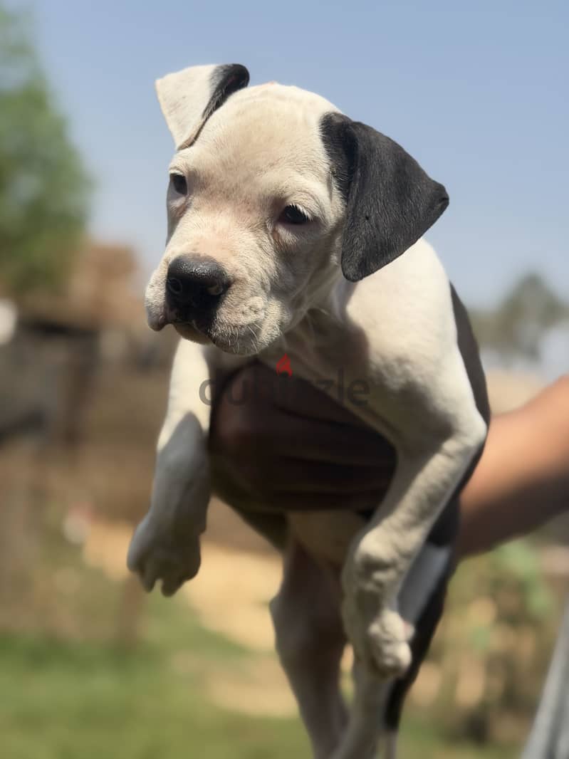 Available poly XL puppy 2