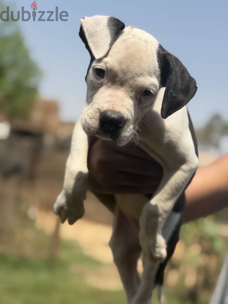 Available poly XL puppy 3