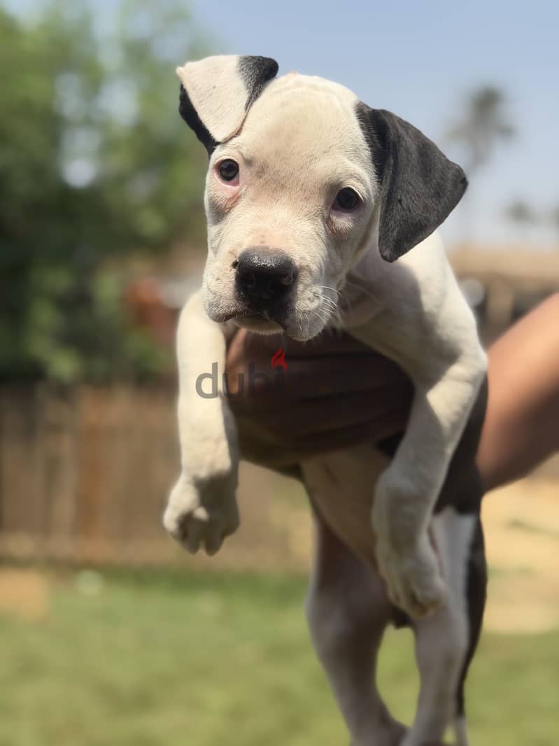 Available poly XL puppy 4
