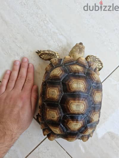 سلاحف سولكاتا