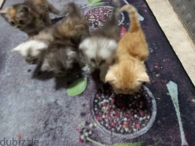 قطط شيرازي للبيع