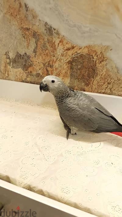 زغلول زنجباري كاسكو