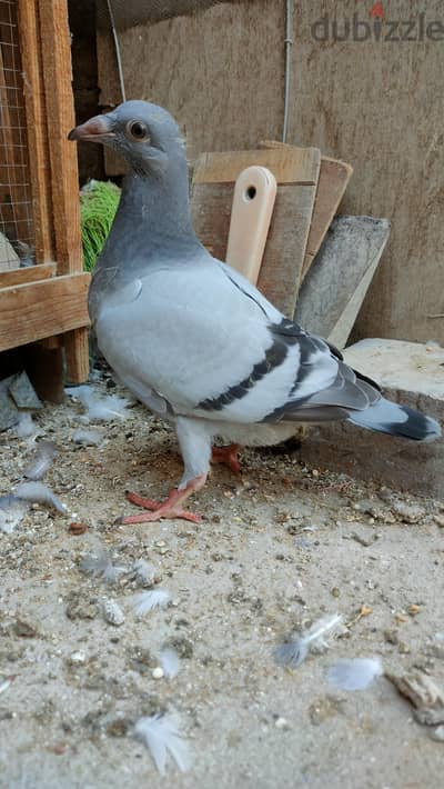 زغلول زاجل دلبر