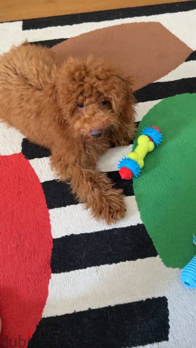 4 month poodle male