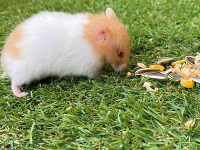 Hamster / هامستر
