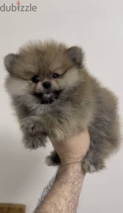 كلبة بومرينيان  Pomeranian dog