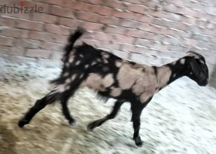 معزه لبانى عشار