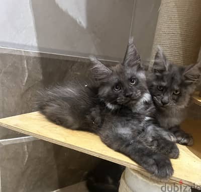 Kitten boys black smoke Maine coon