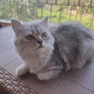 قط شيرازي مونفيس