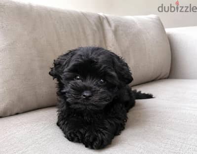 TOY PUPPIES، HAVANESE