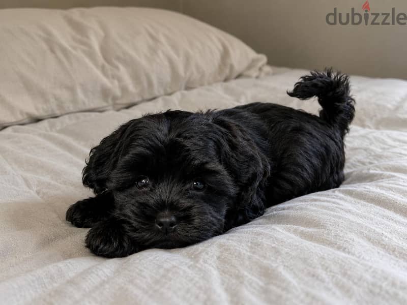TOY PUPPIES، HAVANESE 1