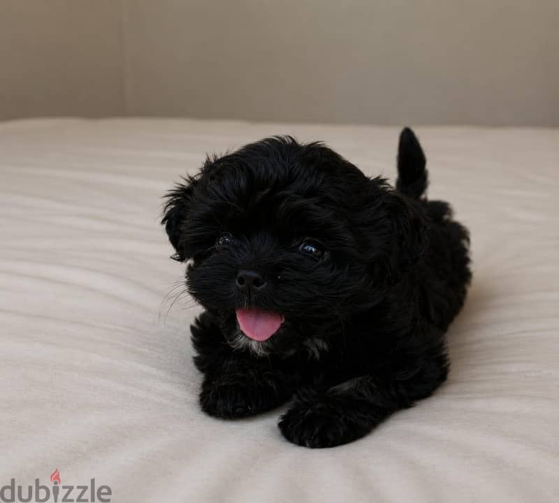 TOY PUPPIES، HAVANESE 2