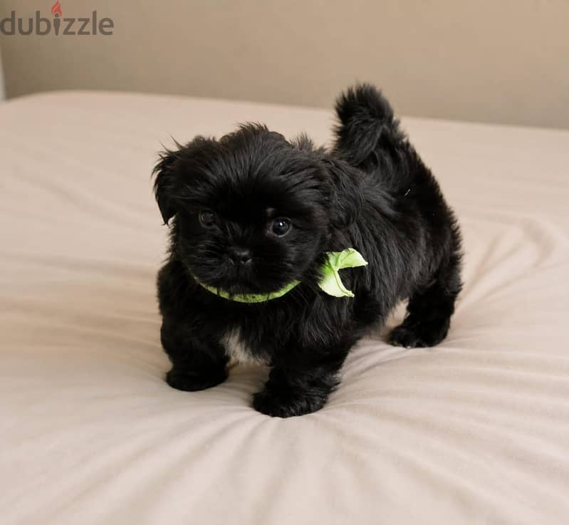 TOY PUPPIES، HAVANESE 3