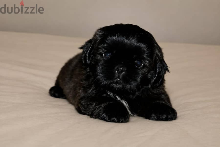 TOY PUPPIES، HAVANESE 4
