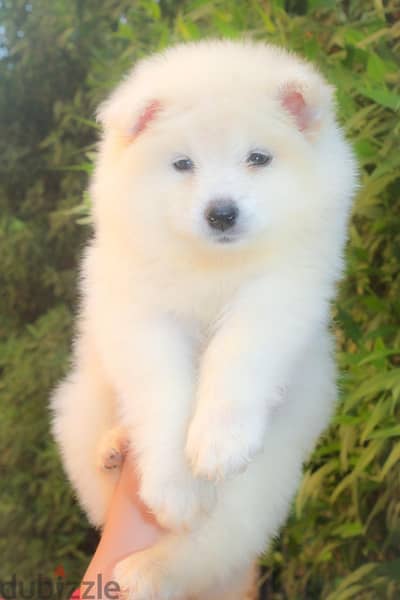 سامويد للبيع samoyed puppies 