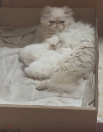 بنت منتجه