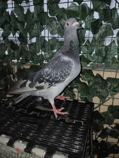 شاب زاجل