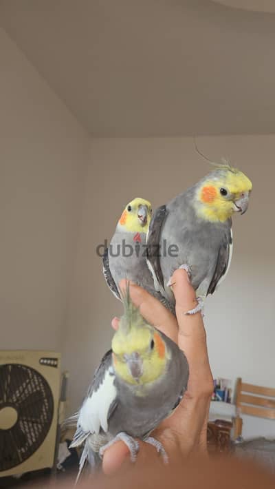 كوكتيل حبشي منزلي