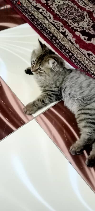 قطة للتبنى