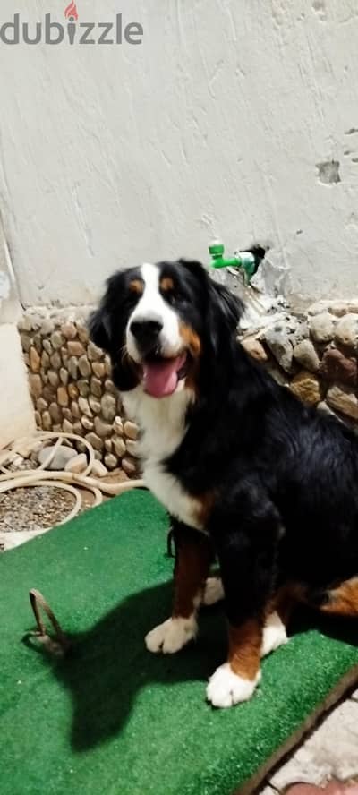 Bernice Mountain Dog