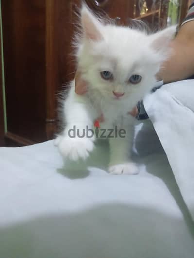 قطة ميكس شيرازي domestic long hair