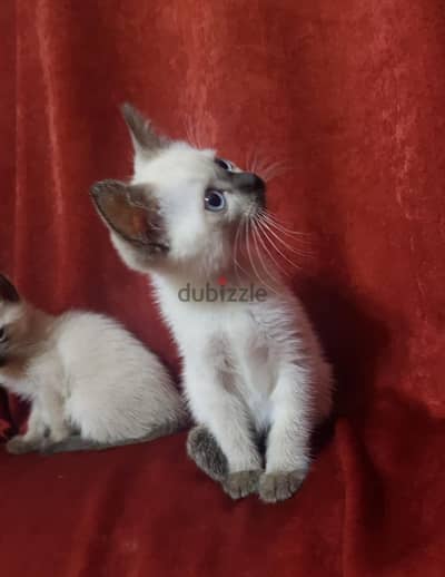 سيامي سيامى Siamese kitten
