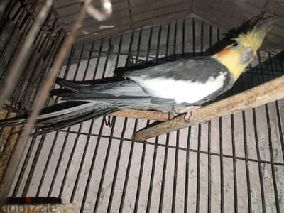 ذكر حبشى