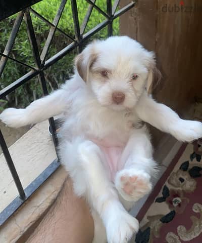 Breed: Maltese