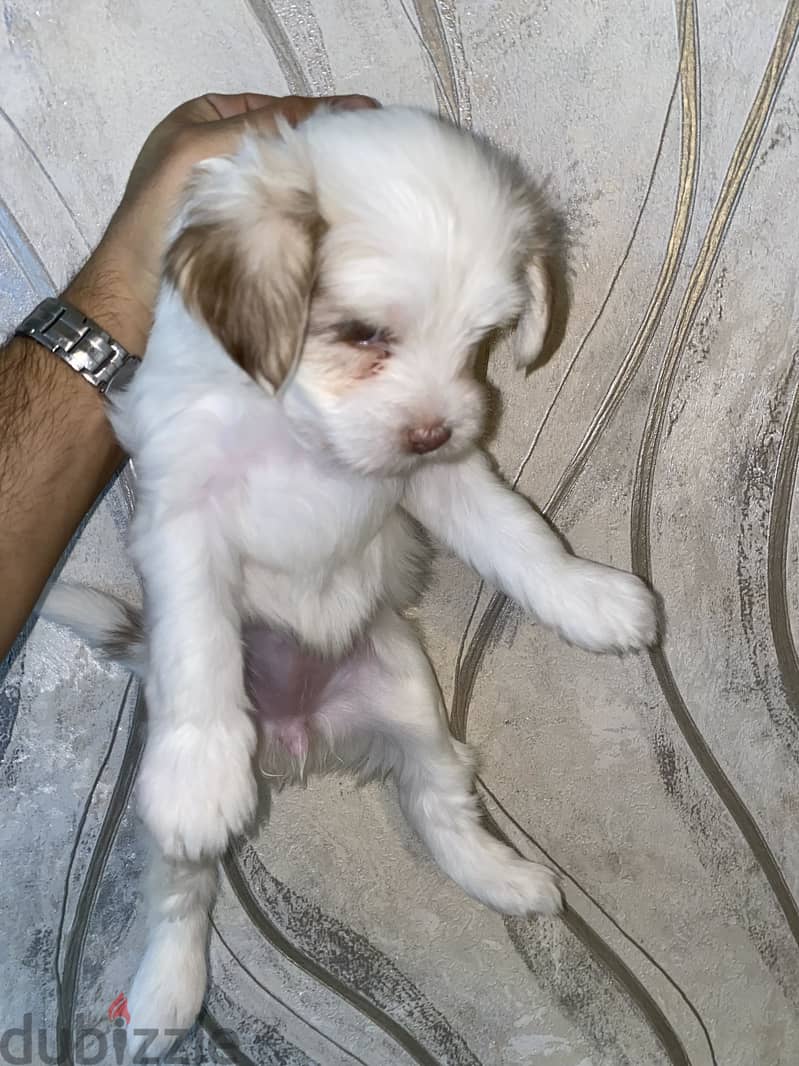 Breed: Maltese 1