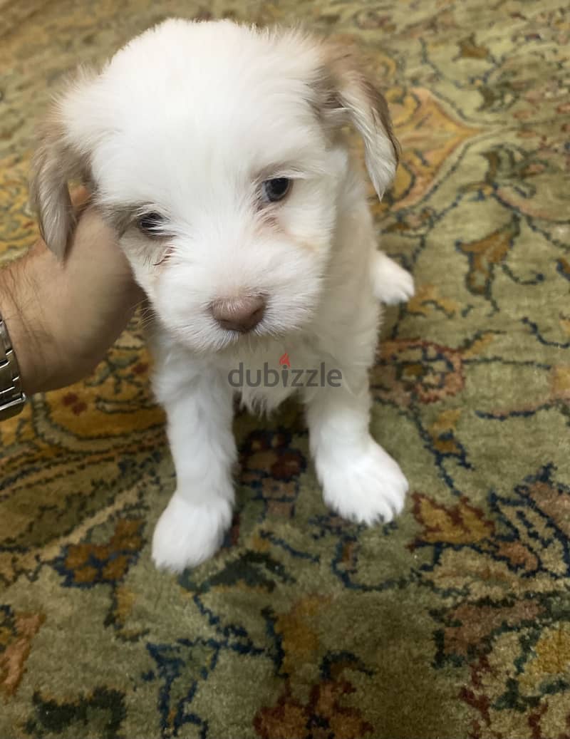 Breed: Maltese 2