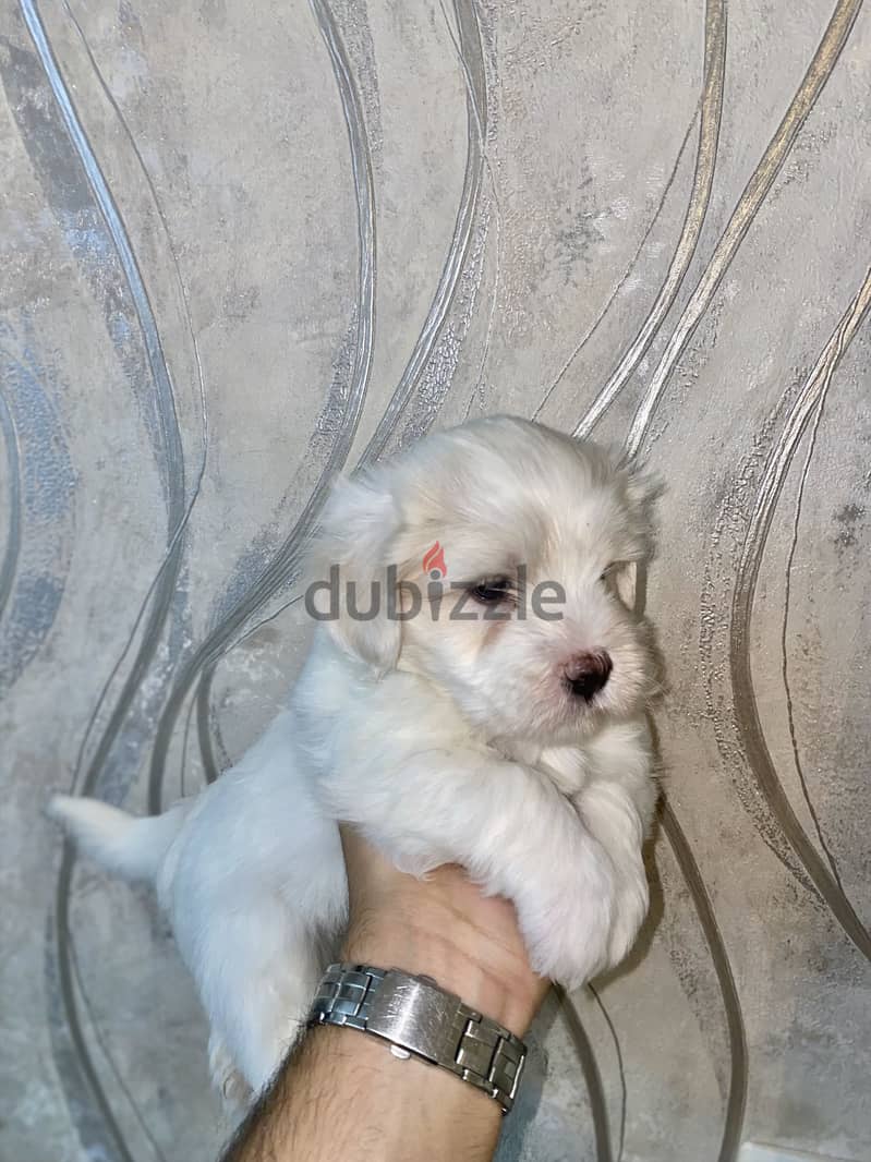 Breed: Maltese 3