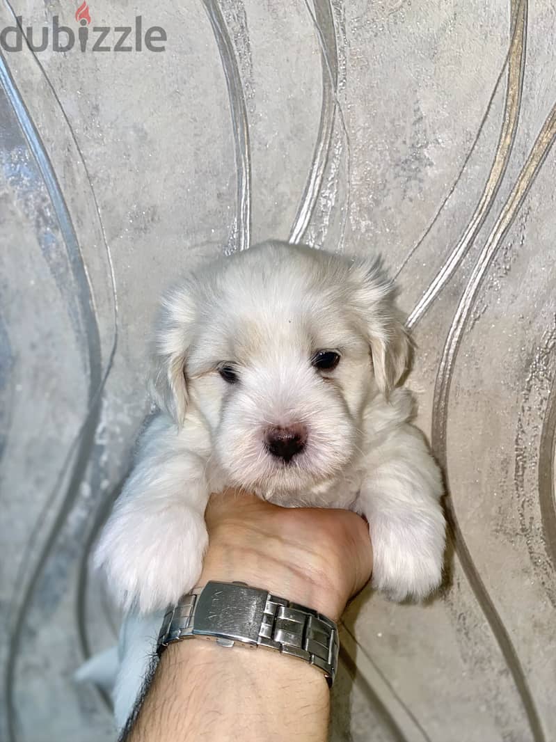 Breed: Maltese 4