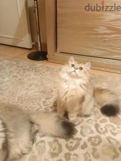 BLH cats
