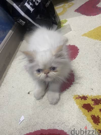 Male pure Himalayan cat (2 months old)