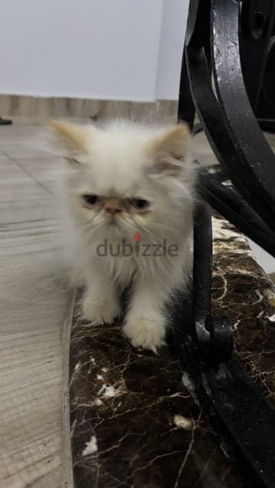 Male Himalayan Cat 2 months old