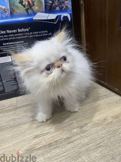Himalayan cat