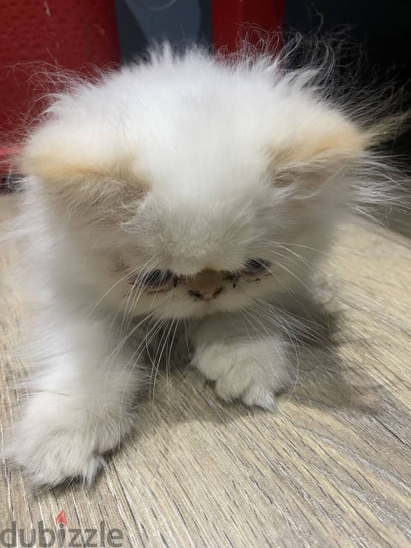 Himalayan cat 1