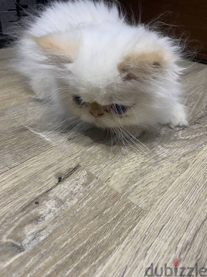 Himalayan cat 2