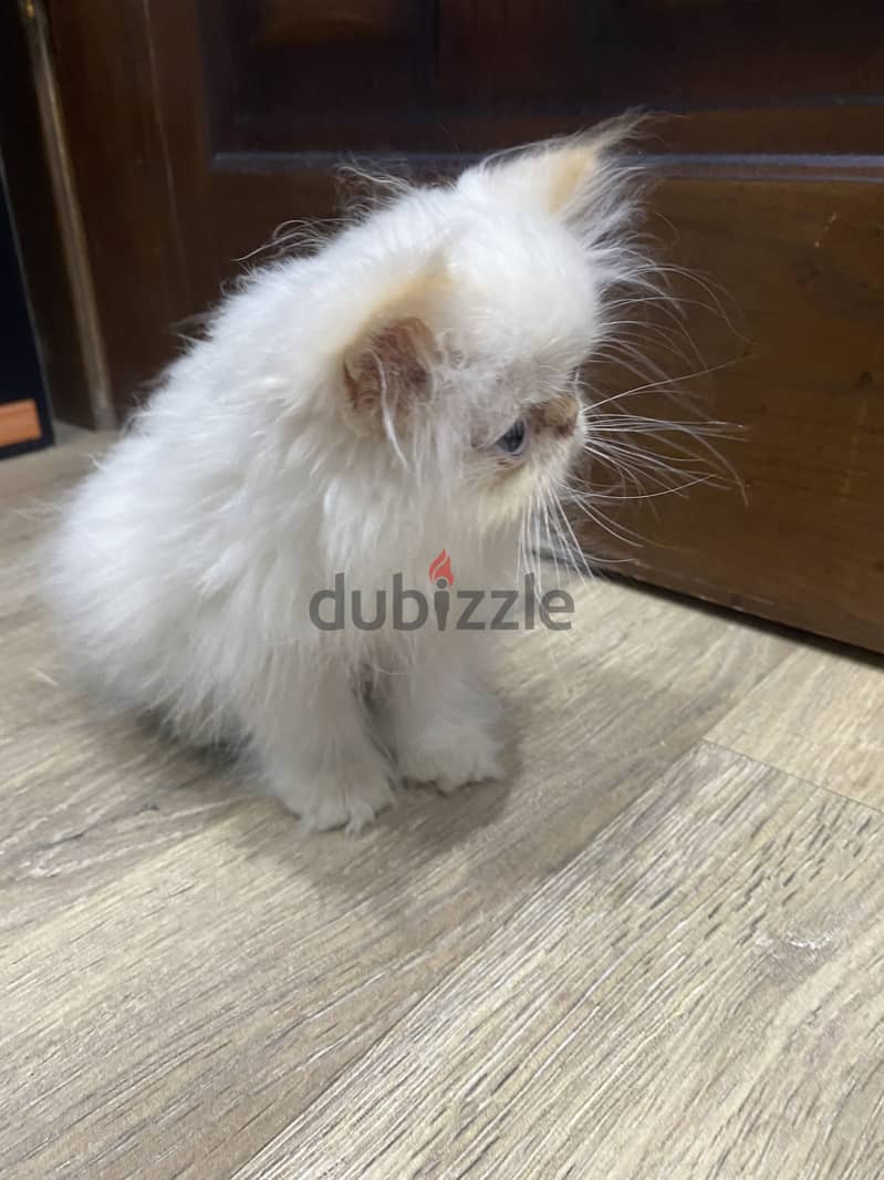 Himalayan cat 3