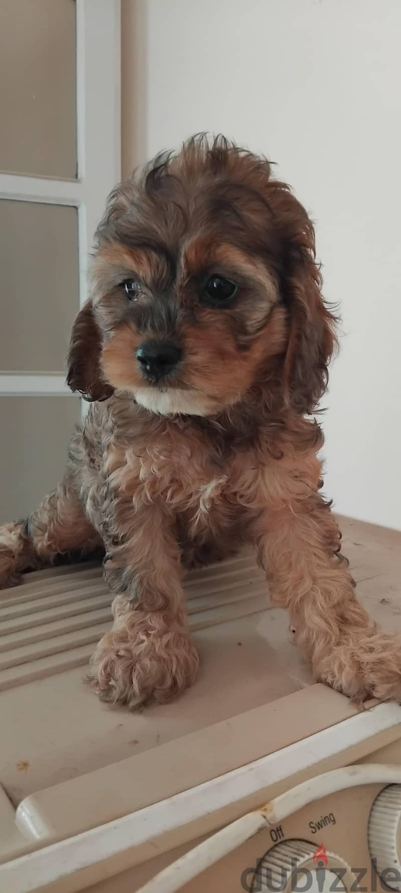 poodle so quote 5