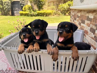 Rottweiller puppies, champion blood lines, 70 days old, amazing price