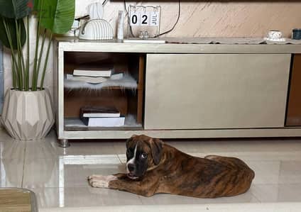 Boxer 4 months  بوكسر 4 شهور