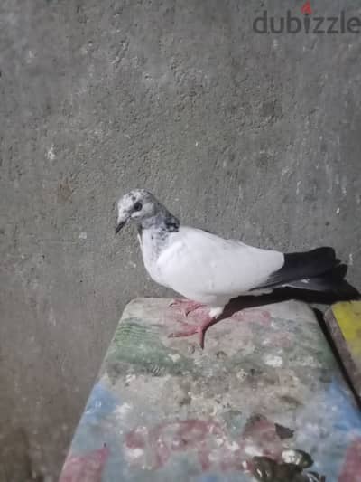 حمام للبيع