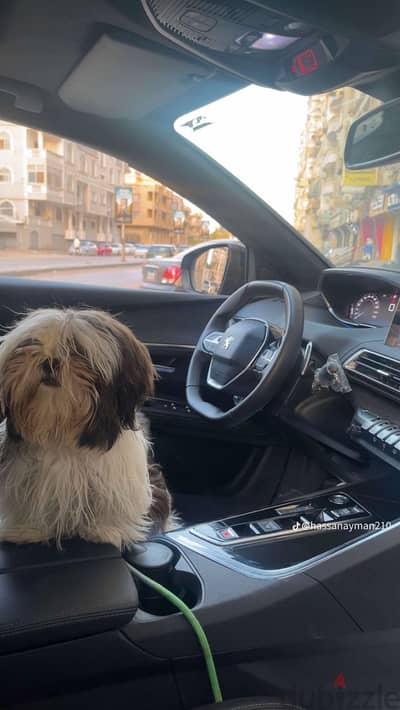 Shih tzu