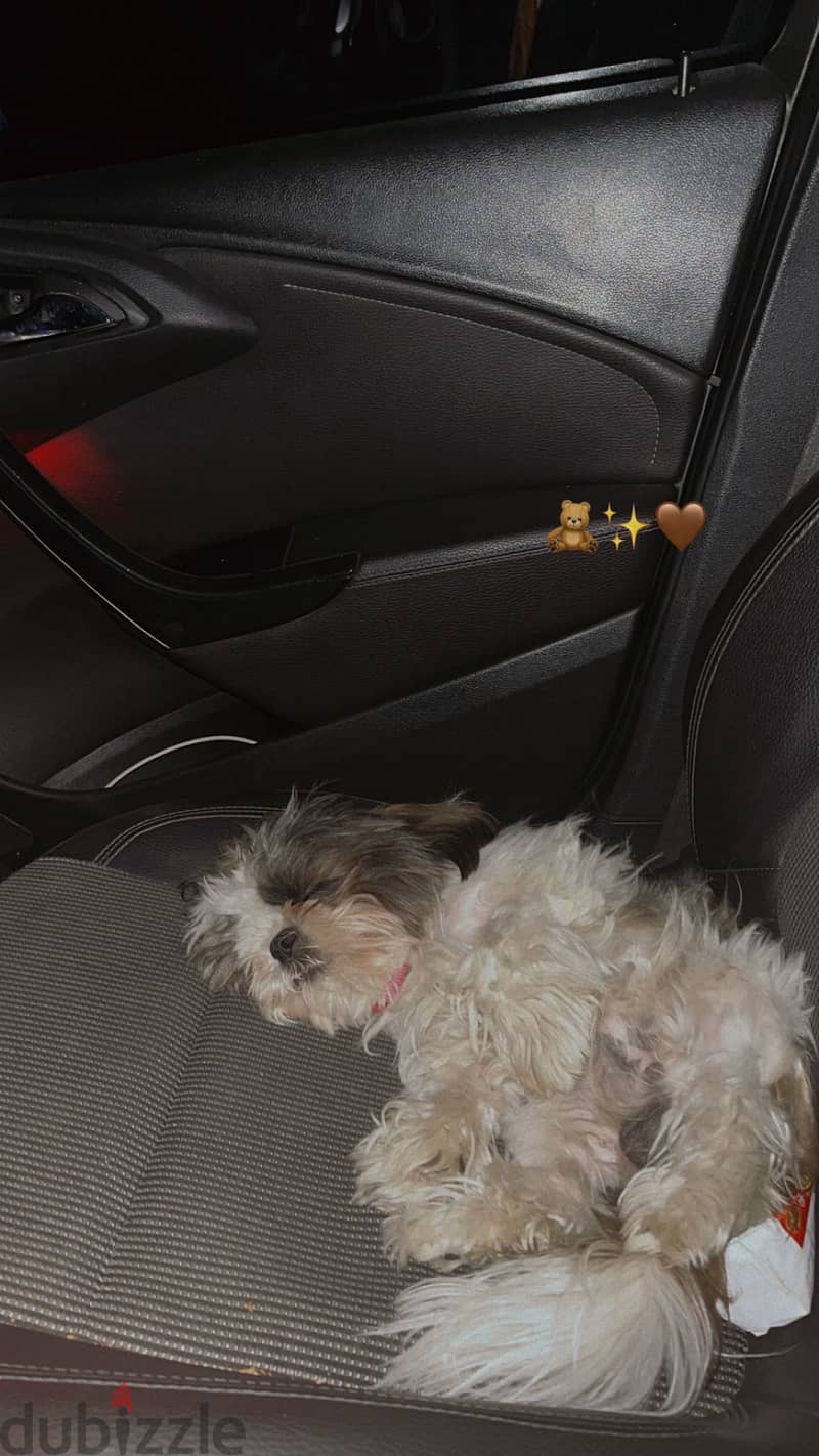 Shih tzu 1