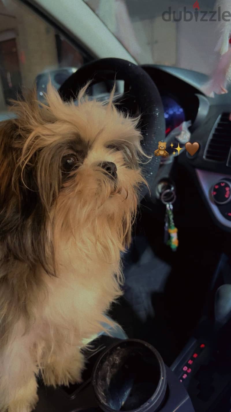 Shih tzu 2