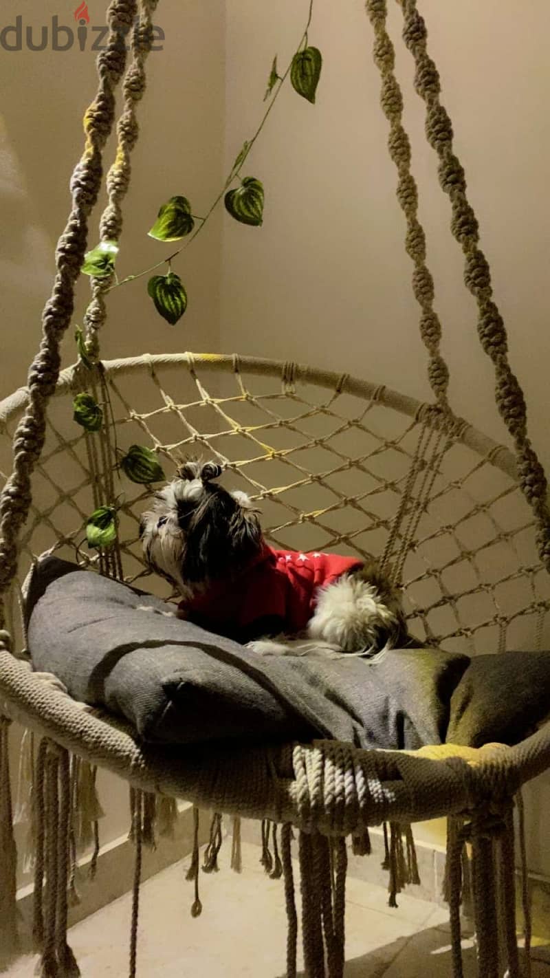 Shih tzu 3