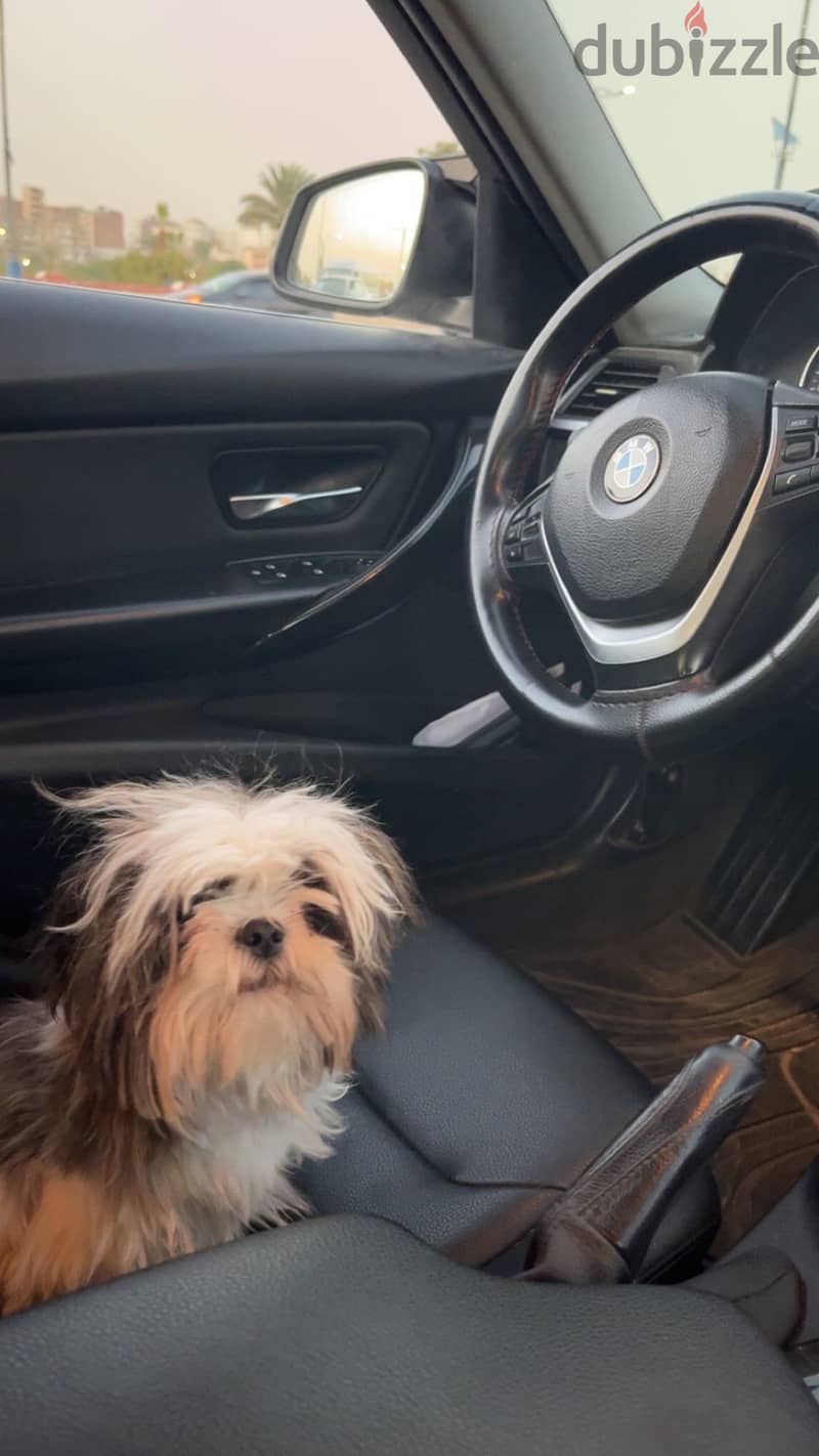 Shih tzu 4
