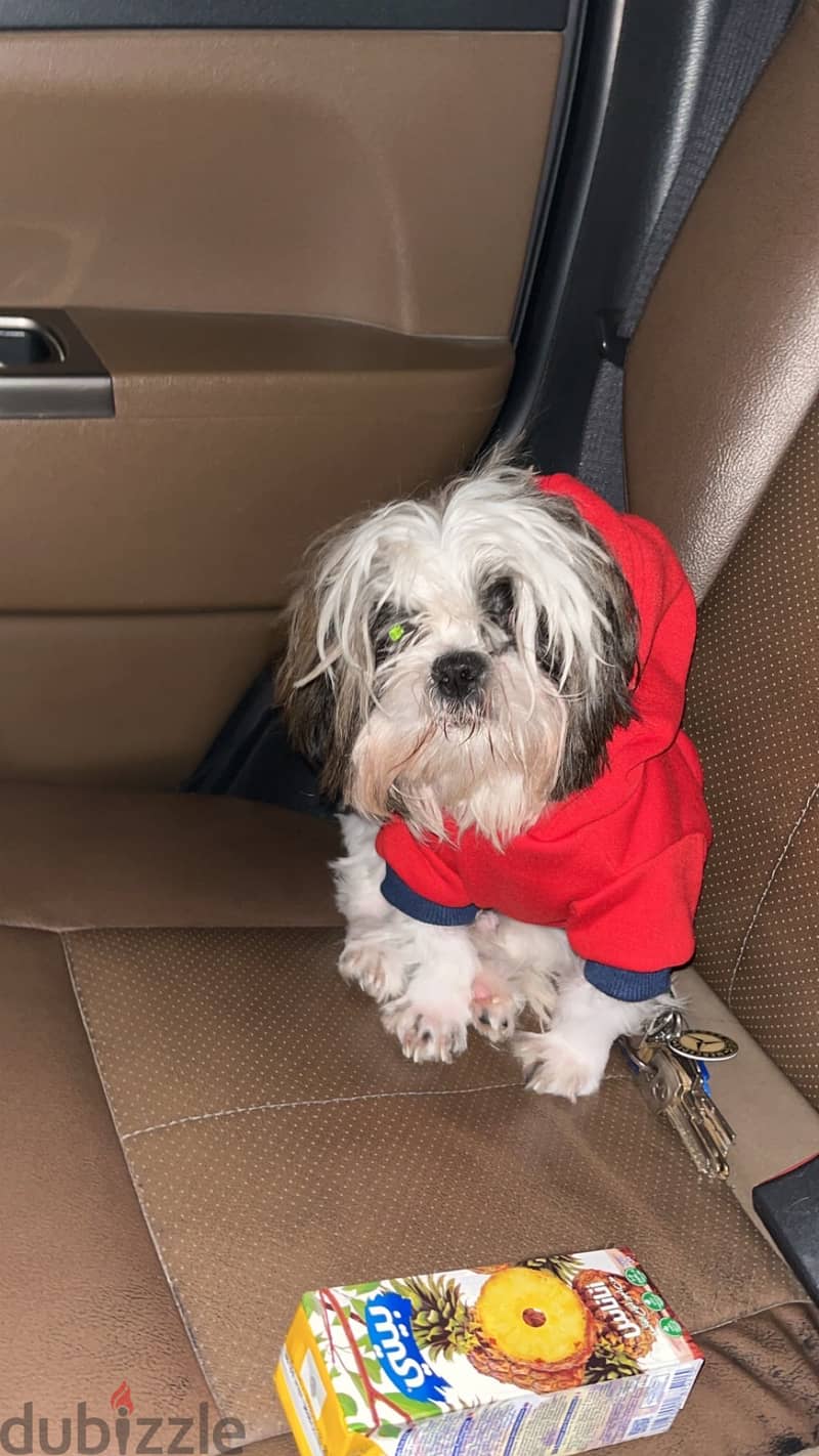 Shih tzu 5